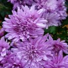 200 Seeds Purple Chrysanthemum Mums Flowers Garden Planting