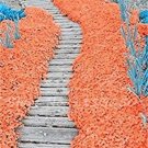 100 AUBRIETA ORANGE ROCK CRESS Flower Seeds Plants Garden Planting