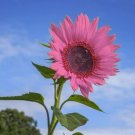 50 PInk Sunflower Seeds Plants Garden Planting 50 Pack