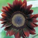 50 Deep Brown Sunflower Seeds Plants Garden Planting 50 Pack