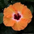 Hardy Hibiscus Live Plants