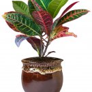 Croton (Codiaeum Hybrid) Live Plant