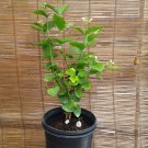 Jasmine Sambac 'Arabian' Live Plants