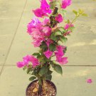 Bougainvillea (Royal Purple) Live Plant