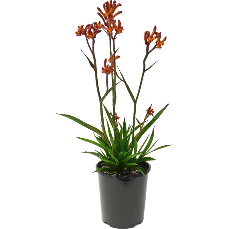 kangaroo Paw Live Plants