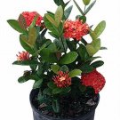 Maui Red Ixora Tropical Live Plant