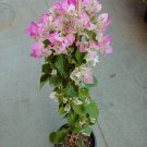 Bougainvillea Live Plant - Pink and white (imperial thai delight)