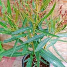 Oleander Live Plants