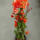 White Bird of Paradise LIVE PLANT