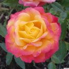Miniature Rose Live Plants