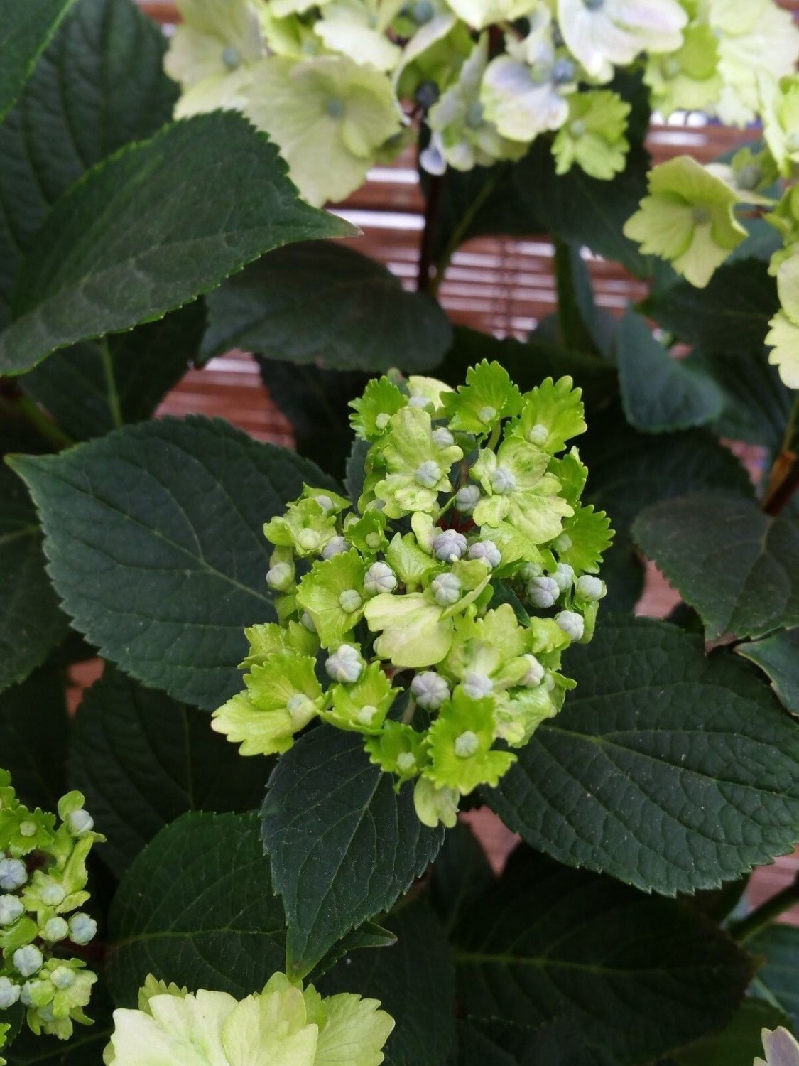 Hydrangea macrophylla Live Plants