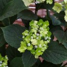 Hydrangea macrophylla Live Plants