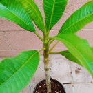 ROOTED PLUMERIA PLANT (Cotton Candy) PINK