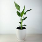 BIRD OF PARADISE LIVE PLANT