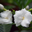 Double Flowering Crape Jasmine Live Plants