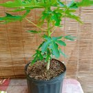 Mexican Papaya (Carica papaya) Tropical Fruit Tree