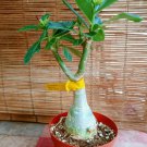 Taiwan Adenium Obesum Desert Rose Live Plant (Camellia)
