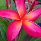 ROOTED PINK PLUMERIA PLANT (KANEOHE SUNSET)