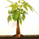 Money Tree / Feng Shui Plant / Good Luck Tree + FREE 1 Plant Food