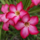 Adenium Obesum ( Desert Rose) Live Plant/Pink
