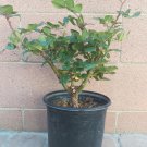 Olympiad Rose Live Plants (Red Flower)