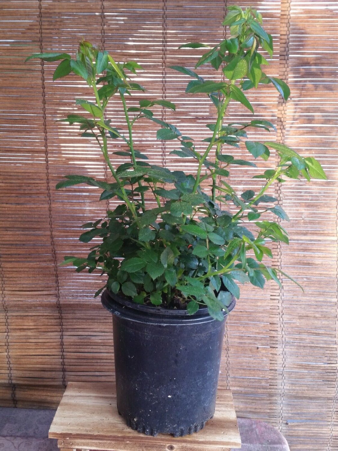 Iceberg Rose Live Plants (White Flower)