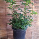 Iceberg Rose Live Plants (White Flower)