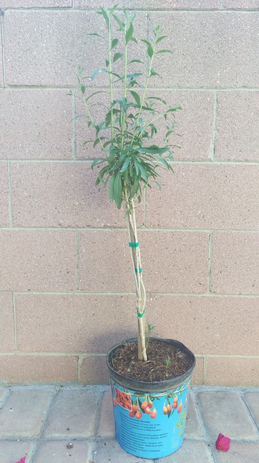 Goji Berry Live Plant