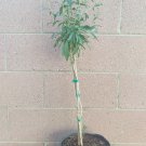 Goji Berry Live Plant