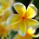 ROOTED PLUMERIA RUBRA YELLOW PLANT WITH MULTI TIP