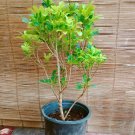 Chinese Perfume (Aglaia odorata) Live Plant