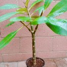 ROOTED PINK PLUMERIA PLANT (Cotton Candy) WITH MULTI TIP