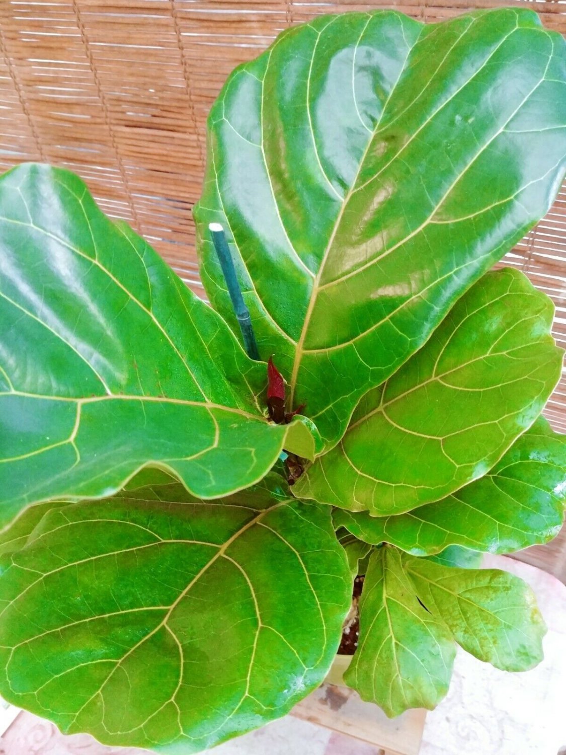 Fiddle-Leaf Fig / Ficus Lyrata Plant + FREE 1 Plant Food
