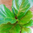 Fiddle-Leaf Fig / Ficus Lyrata Plant + FREE 1 Plant Food