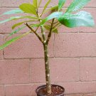 ROOTED PINK PLUMERIA PLANT WITH MULTI TIP (KANEOHE SUNSET)