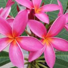(2) ROOTED PLUMERIA PLANT (Kaneohe Sunset)(Celadine)
