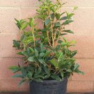 Sweet Olive (Osmanthus Fragrans) Live plants
