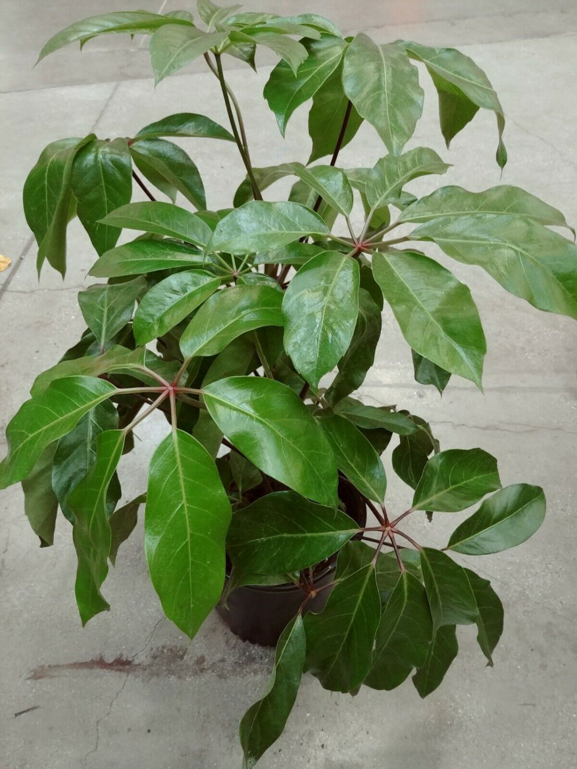 Dwarf Umbrella Tree / Schefflera Live plants + FREE 1 Plant Food