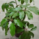 Dwarf Umbrella Tree / Schefflera Live plants + FREE 1 Plant Food