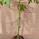 Papaya (Solo Hawaiian) Tropical Fruit Tree