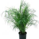Phoenix Roebelenii Pygmy Date Palm Live Plant