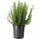 Tuscan Blue Rosemary, Live Plant