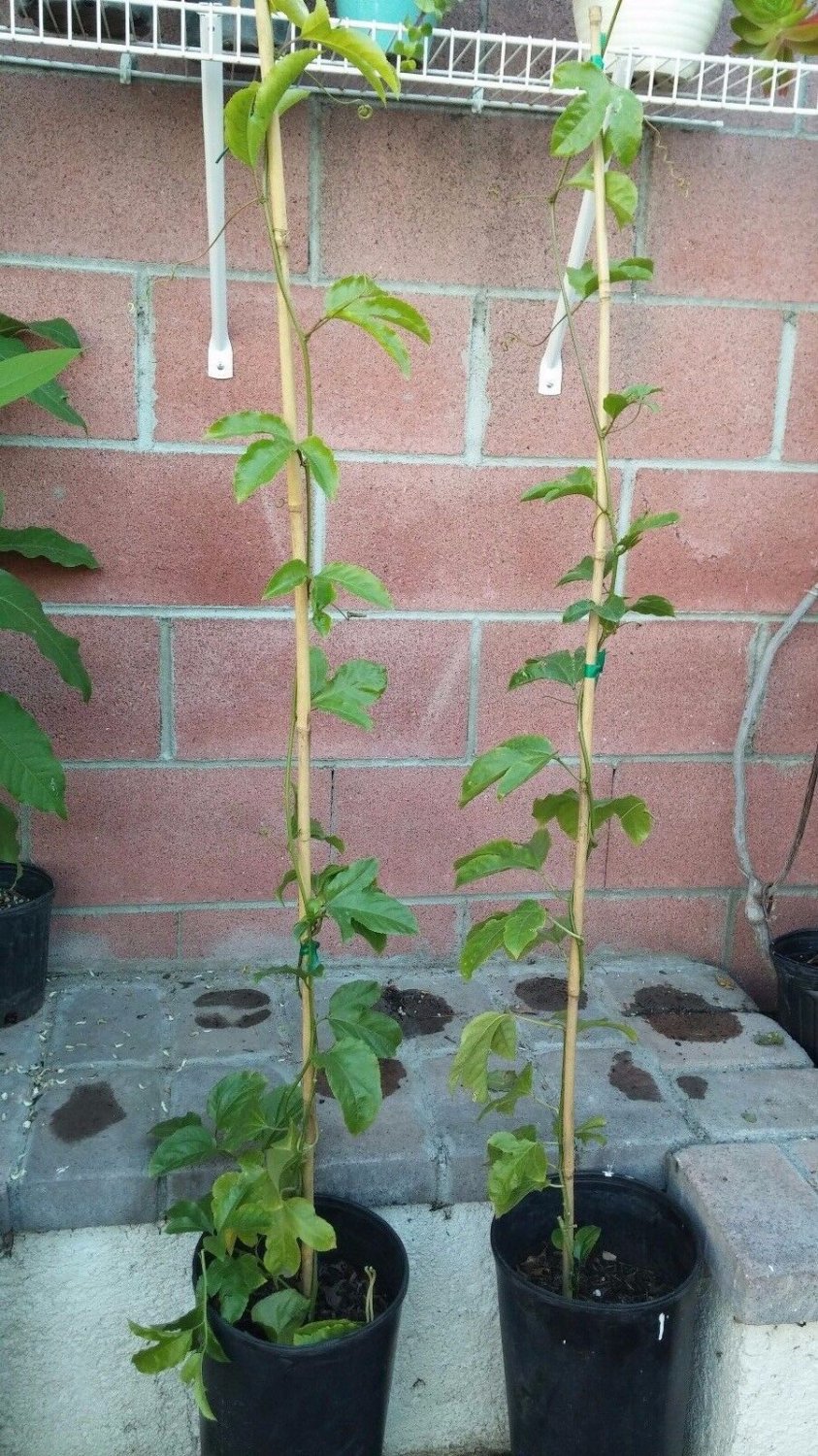 Purple Passion Fruit (Passiflora edulis) Live Plant