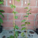 Purple Passion Fruit (Passiflora edulis) Live Plant