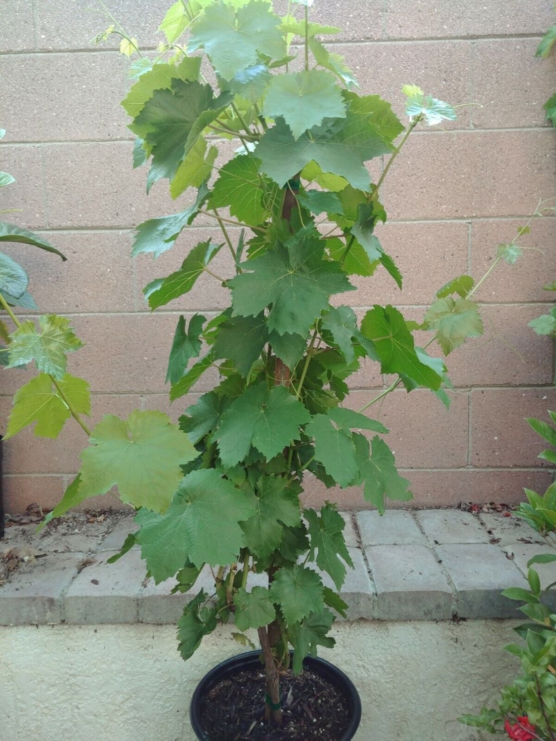 Thompson Seedless Grape Vine