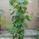 Thompson Seedless Grape Vine