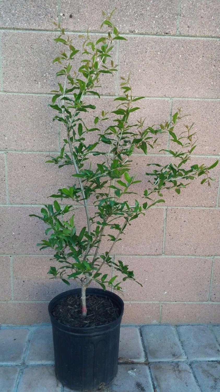 Pomegranate (Wonderful) Fruit Tree