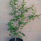 Pomegranate (Wonderful) Fruit Tree