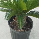 king sago palm Live Plant