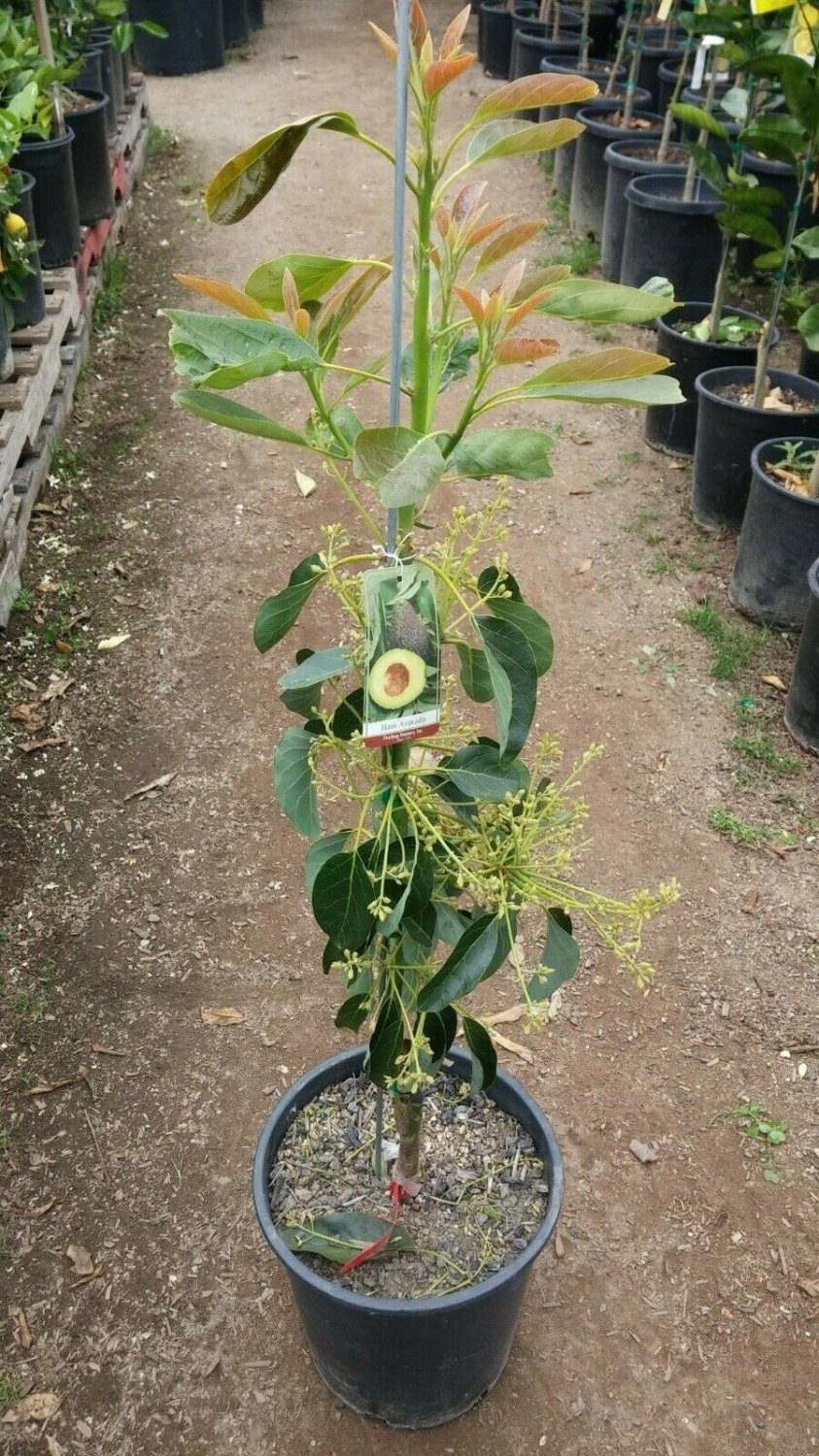 Avocado (Hass) Grafted Plants